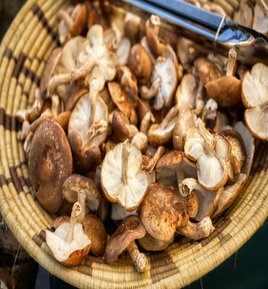 Shiitake gljive - ljekovite i hranjive gljive iz istočne Azije